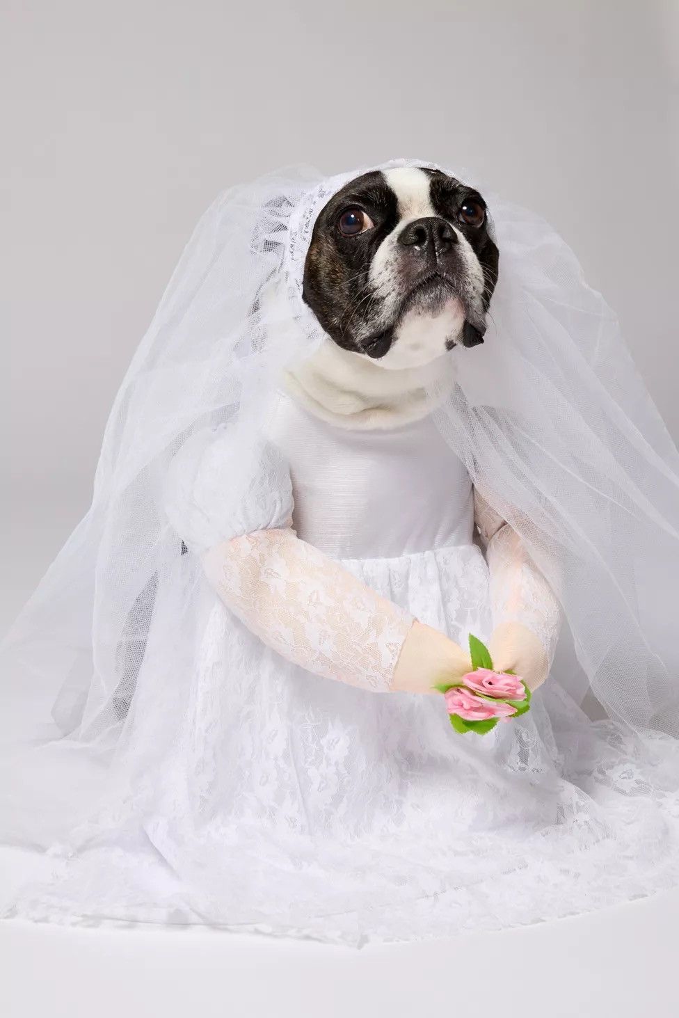 Urban Outfitters Urban Outfitters Bride Pet Costume size M Size ONE SIZE - 1 Thumbnail