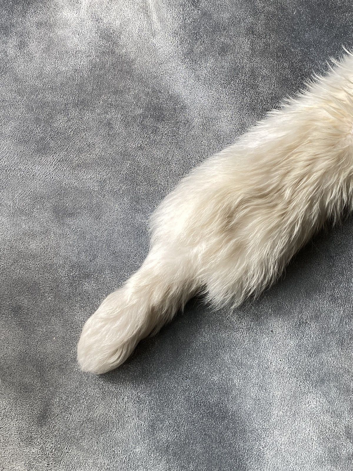 Alexander McQueen 2014 Alexander McQueen Real Fur Finnraccoon Scarf /Collar Size ONE SIZE - 6 Thumbnail