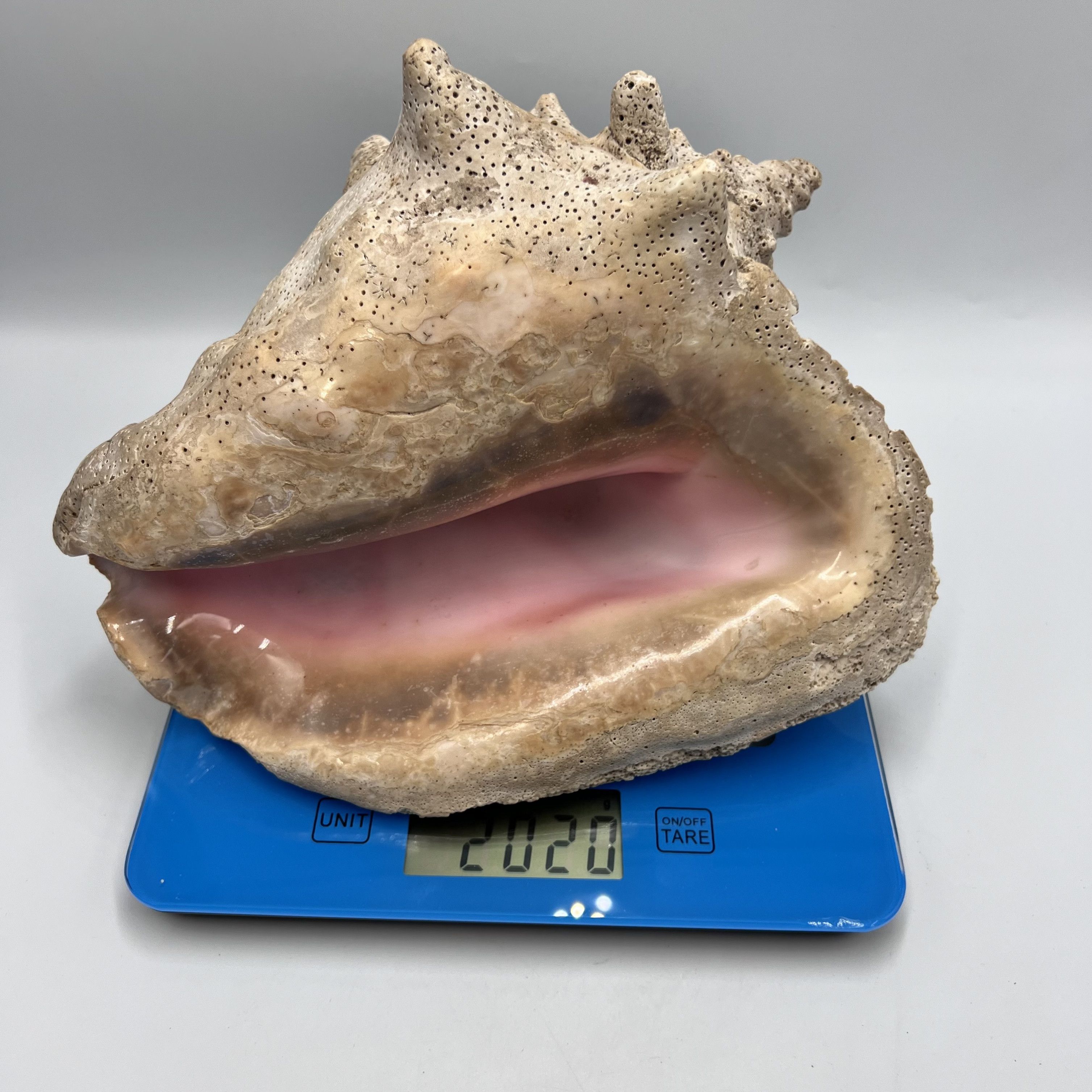Vintage Huge Vintage Ocean Shell Strombus Gigas Oceanic Size ONE SIZE - 5 Thumbnail