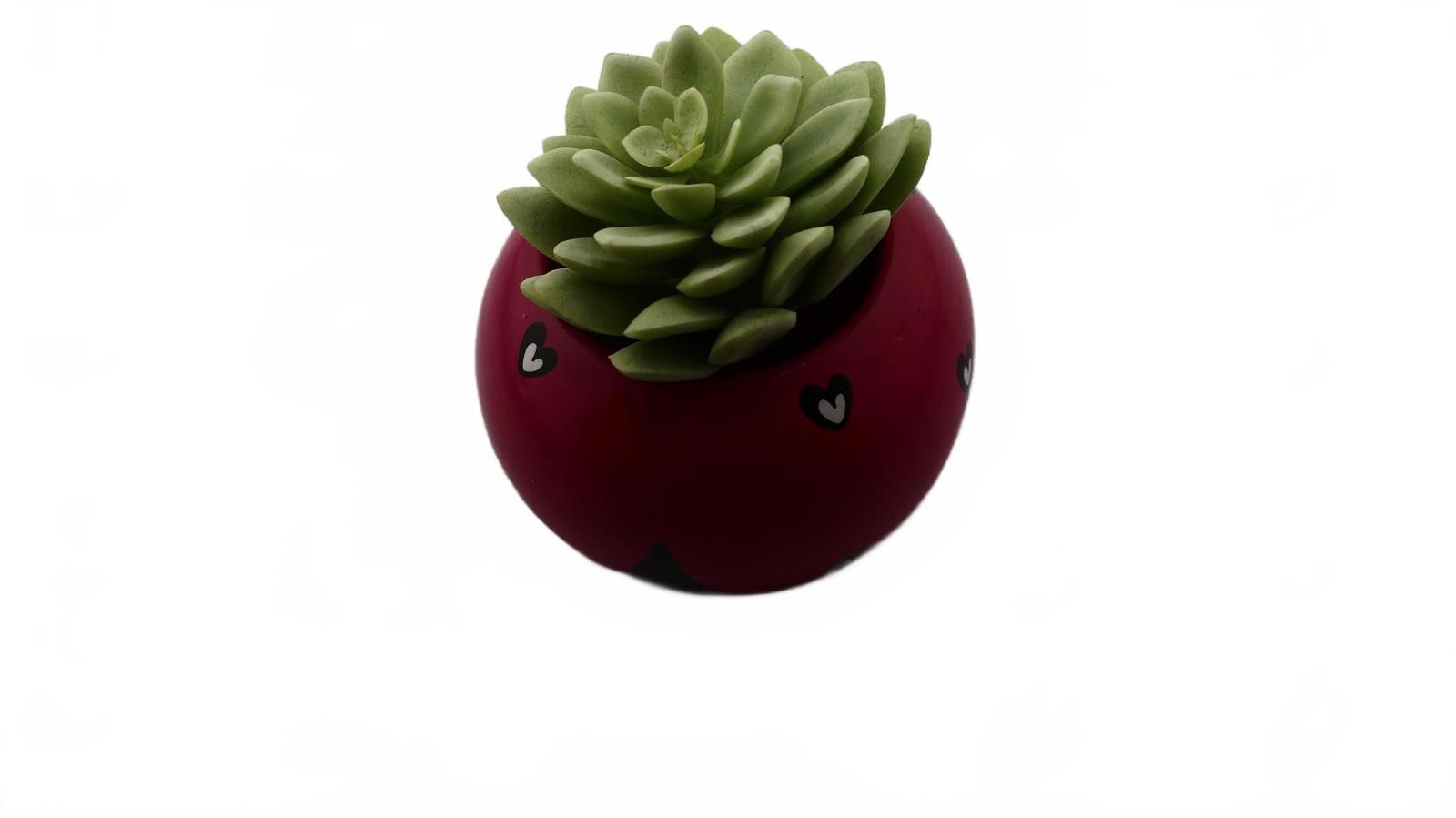 Designer Ladybug Ceramic Planter with Artificial Succulent Size ONE SIZE - 3 Thumbnail