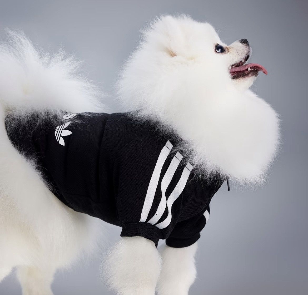 Adidas Adidas Originals Pet Tracksuit Zip-Up Jacket Dog Cat HZ6661 Size ONE SIZE - 1 Thumbnail