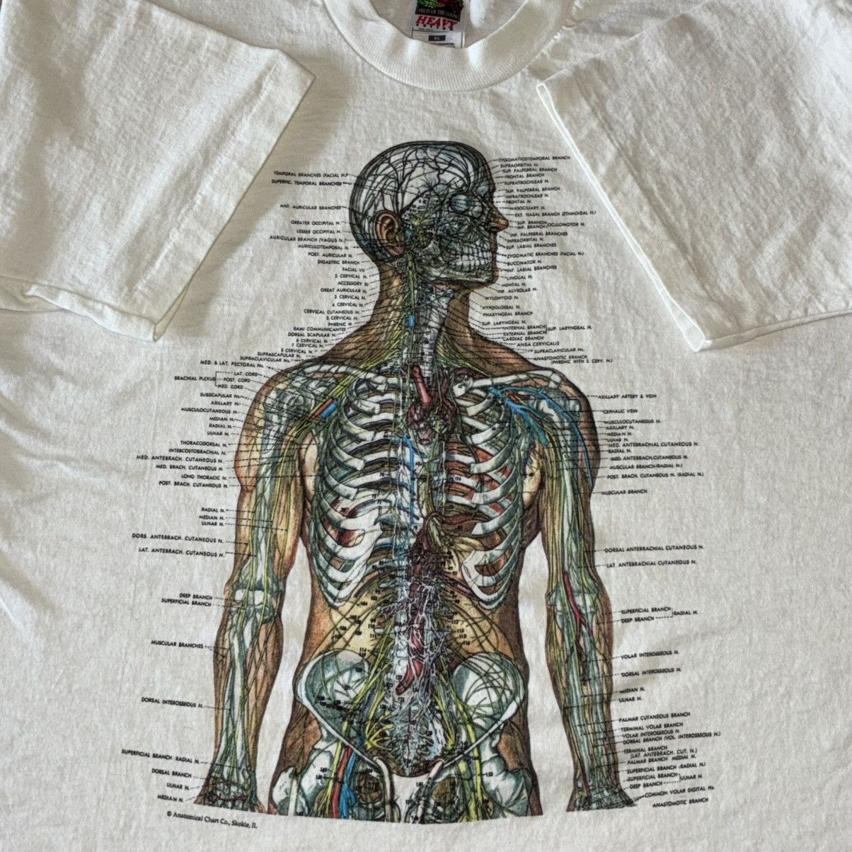 Fruit Of The Loom 90s nervous system anatomy tee Size US XL / EU 56 / 4 - 1 Thumbnail