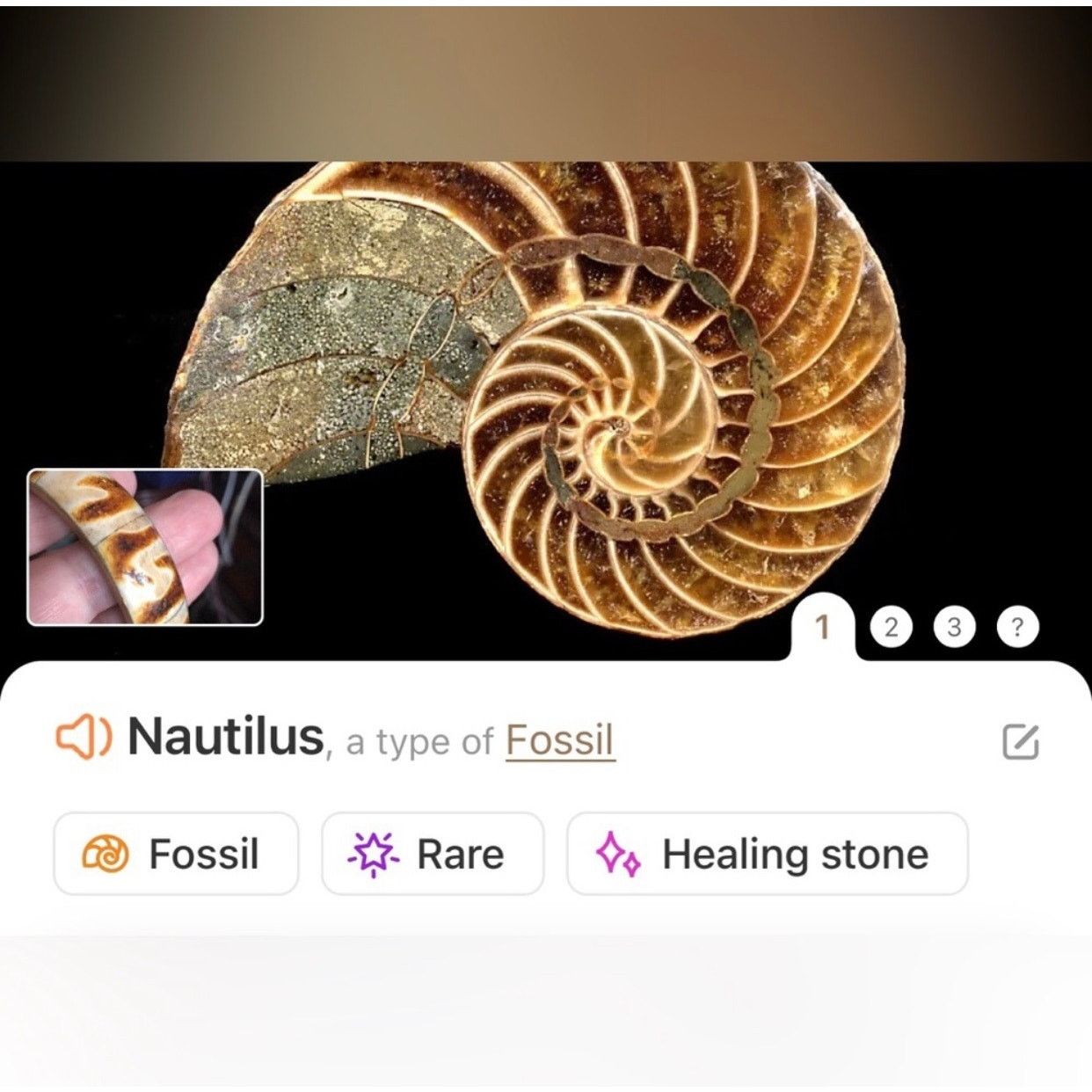 Vintage Vintage solid brass rare nautilus fossil bangle bracelet NWT Size ONE SIZE - 9 Thumbnail
