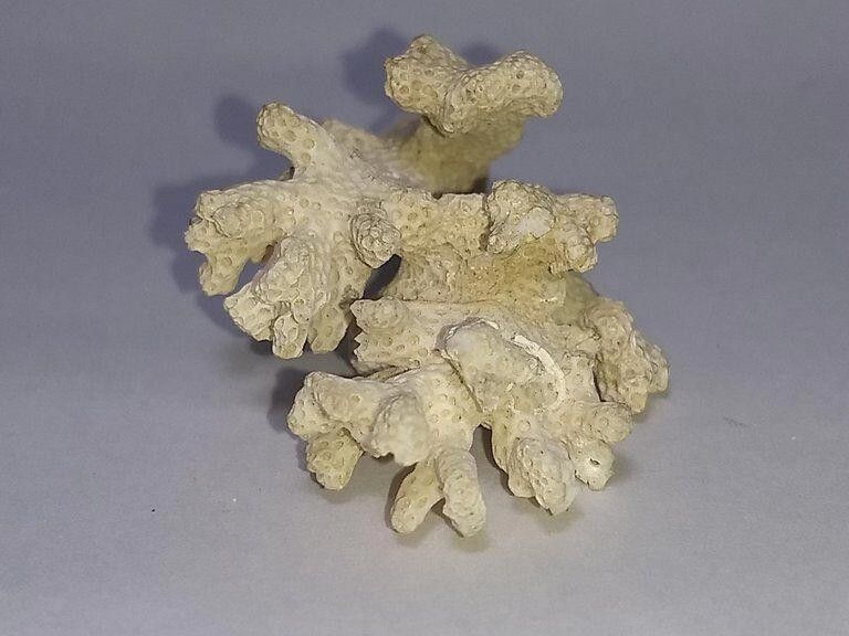 Designer Alberto Juan Hand Made White Branch Coral Sterling Pendant Size ONE SIZE - 4 Thumbnail