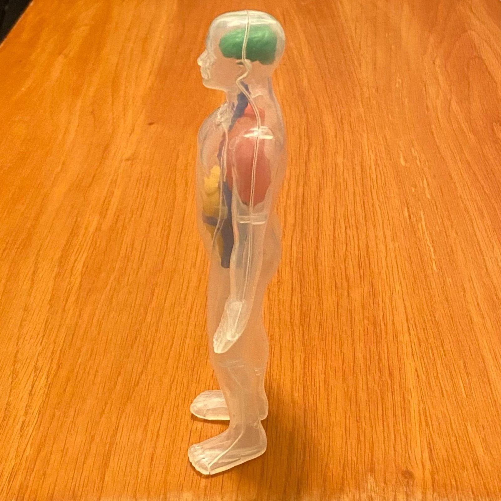 Other Human Body Anatomy Model Figure - Greenbrier - 8" H Size ONE SIZE - 4 Thumbnail