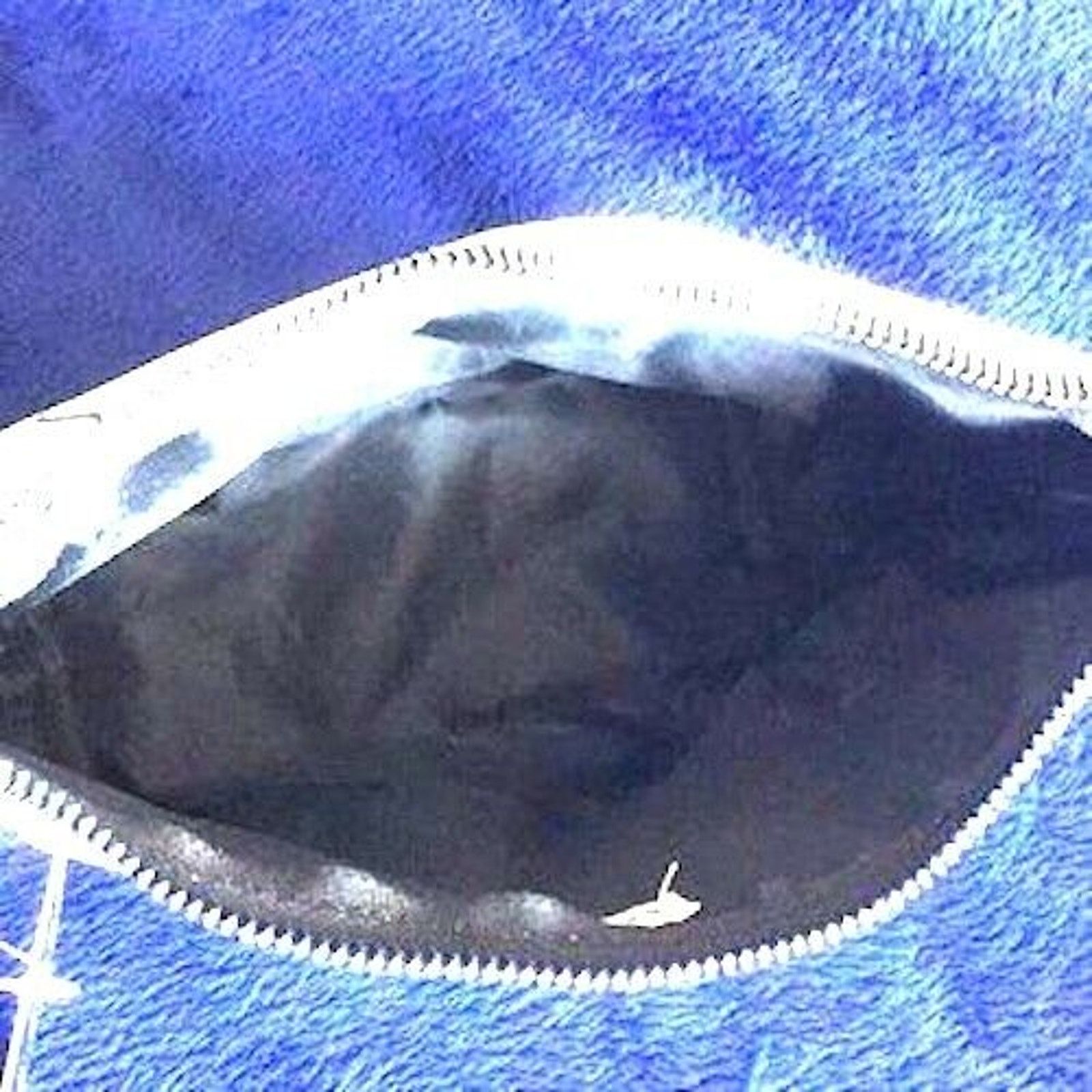 Other RA DUNN “ COSMETICS “ INSCRIBED COSMETICS POUCH BAG NWT Size ONE SIZE - 2 Thumbnail