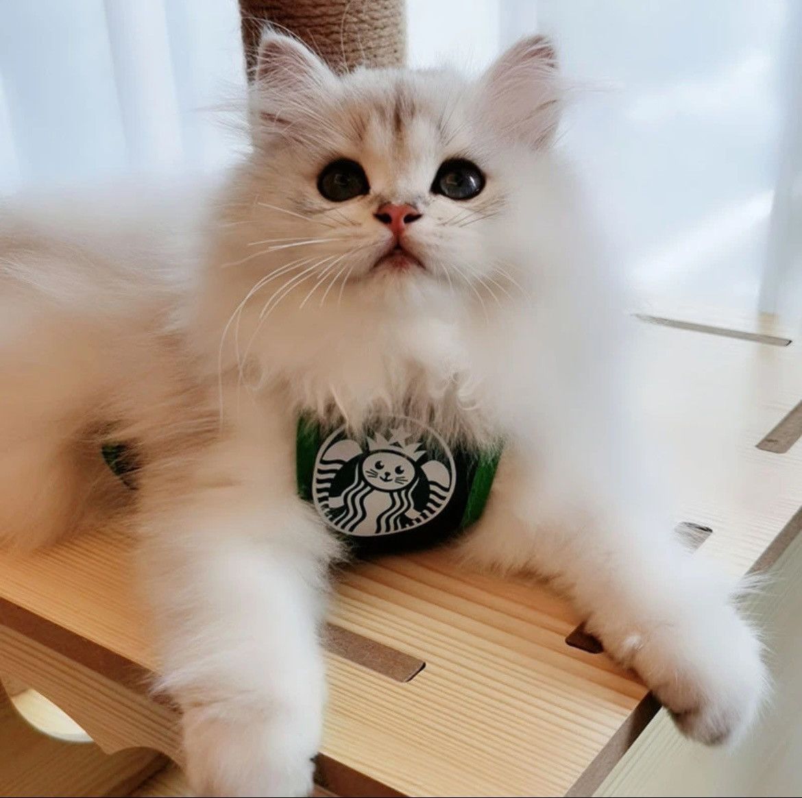 Other Small Dog Cat Costume Cafe Starbucks Inspired Apron Bib Size ONE SIZE - 3 Thumbnail