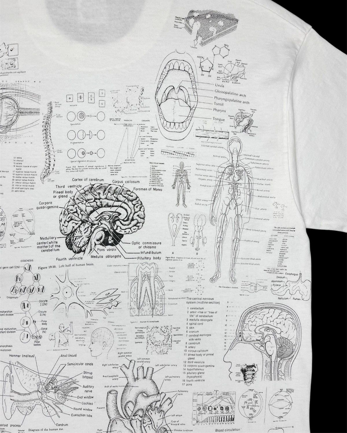 Vintage 1990s Blinded by Science Test Answer Anatomy Tee Size US M / EU 48-50 / 2 - 8 Thumbnail