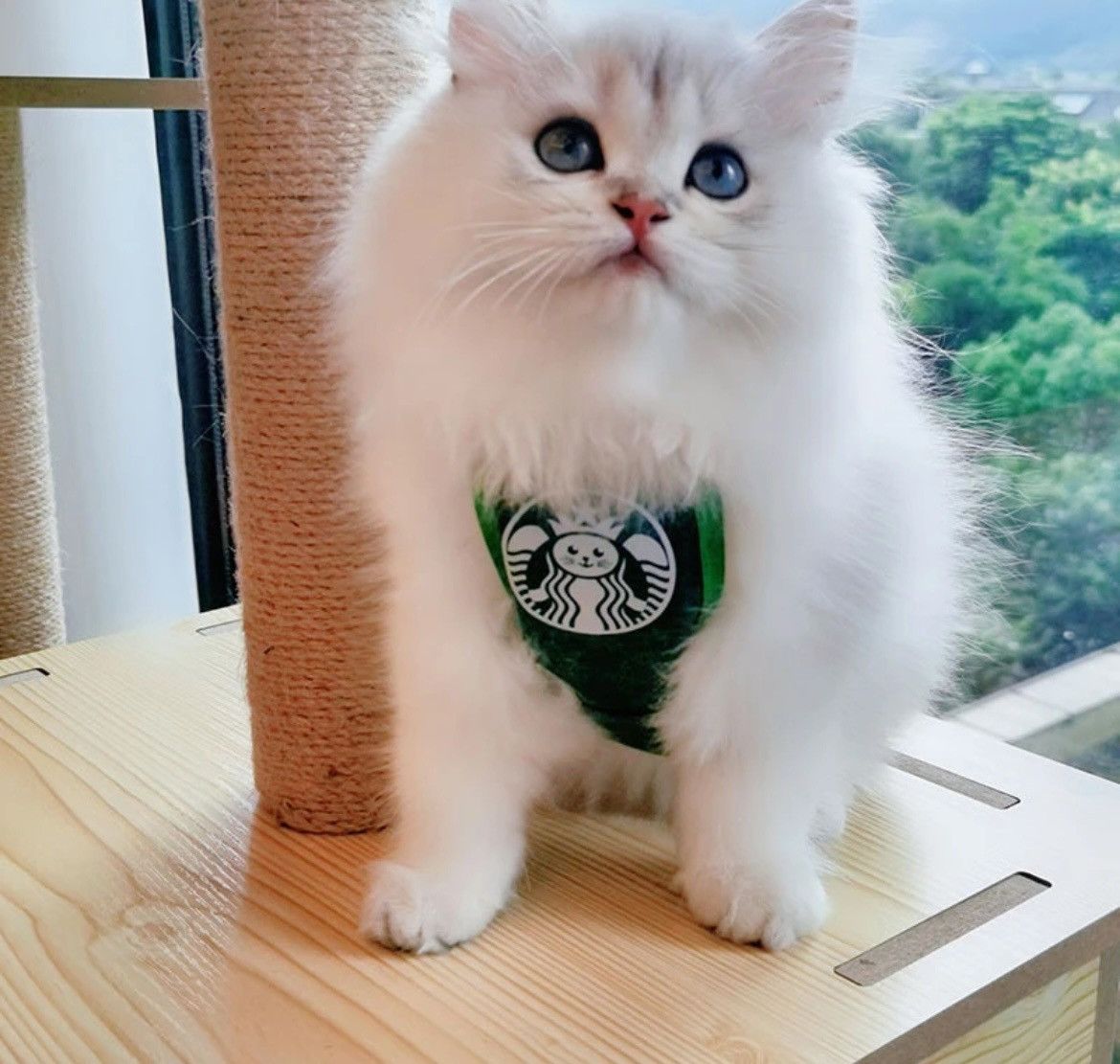 Other Small Dog Cat Costume Cafe Starbucks Inspired Apron Bib Size ONE SIZE - 5 Thumbnail