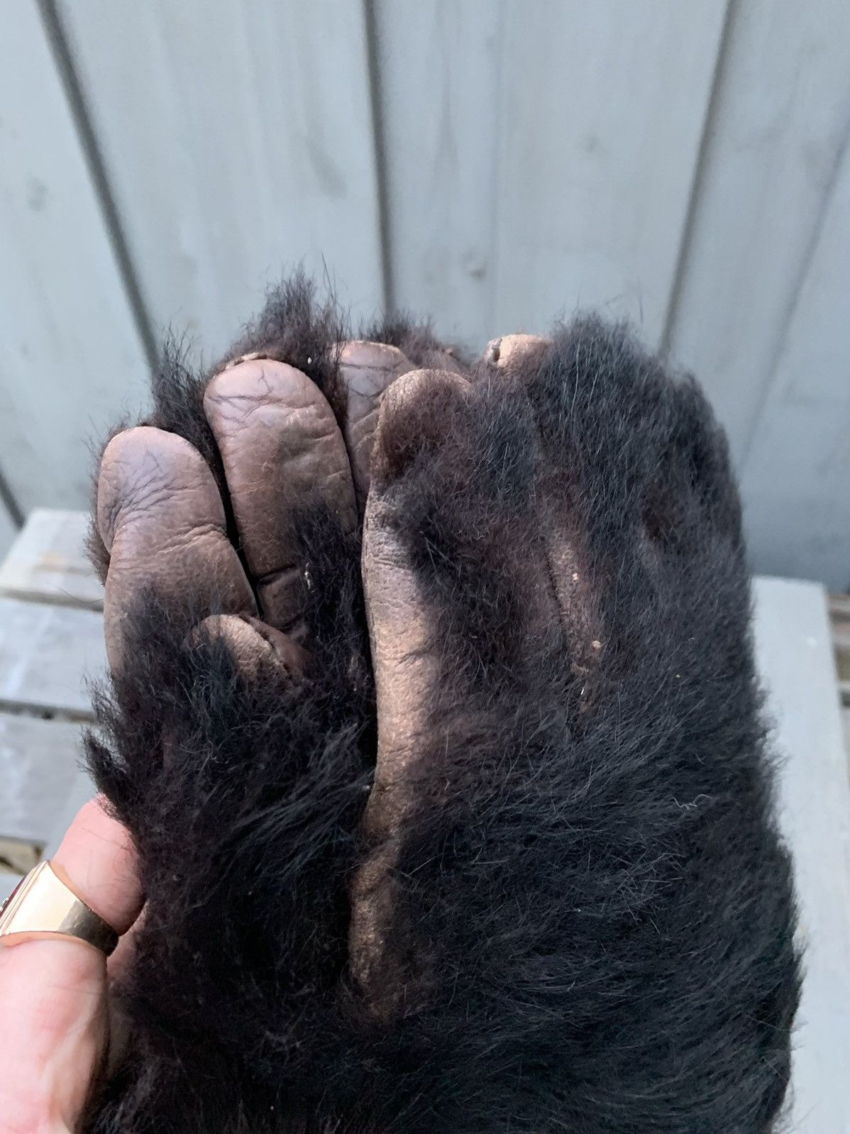 Vintage Antique Bear Fur Gloves True Vintage Bearskin Monkey Paw Mit Size ONE SIZE - 11 Thumbnail
