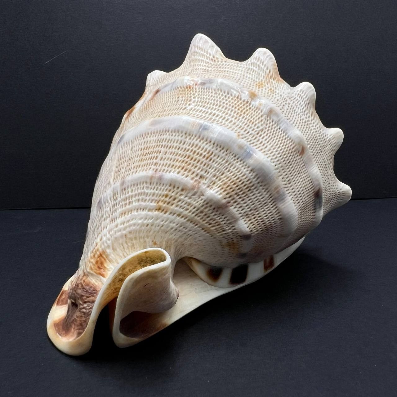 Other Large Helmet Shell Sea Snail Shell Collectible Ocean Decor Size ONE SIZE - 2 Thumbnail