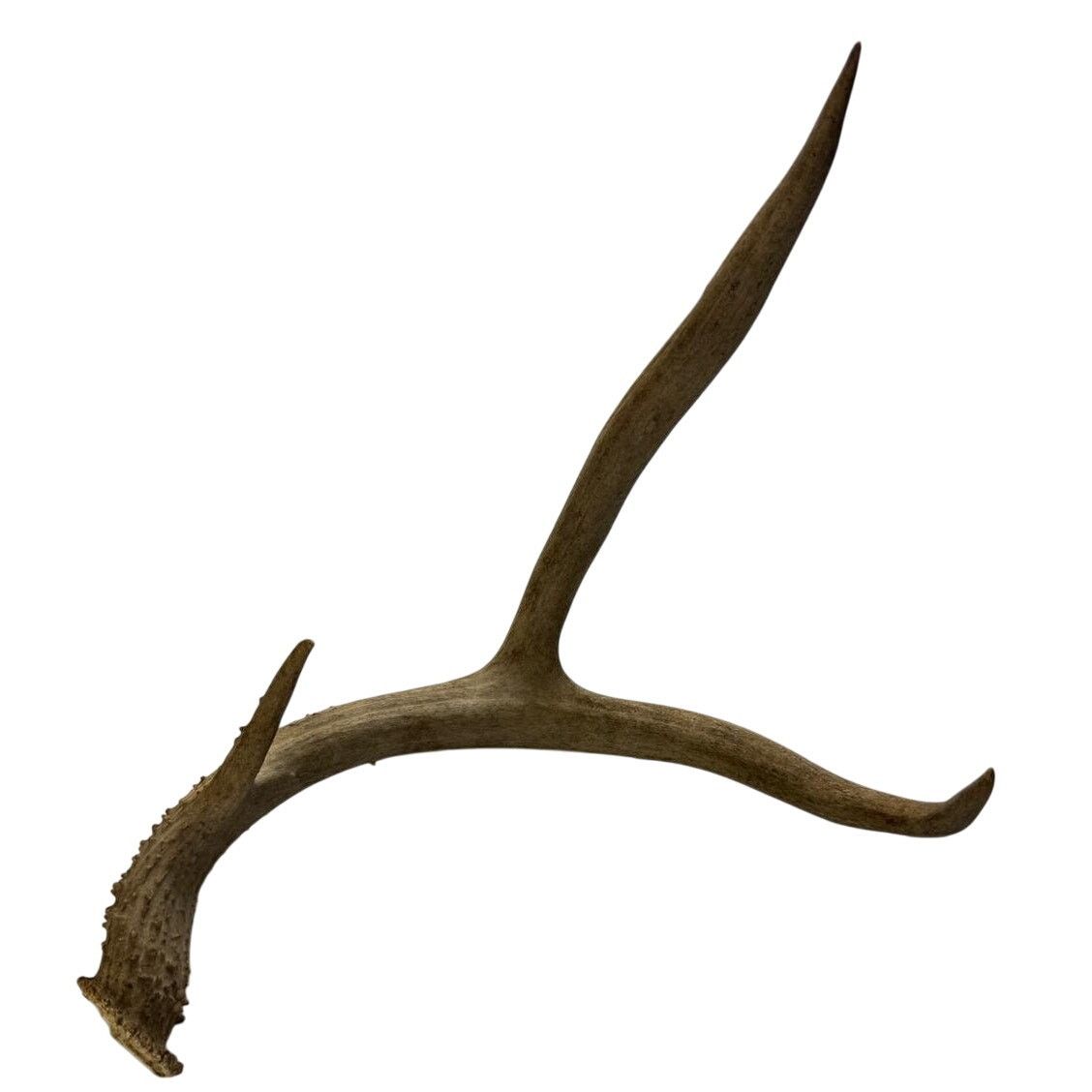Other Real Deer Horn - Unique Home Decor Piece Size ONE SIZE - 1 Thumbnail