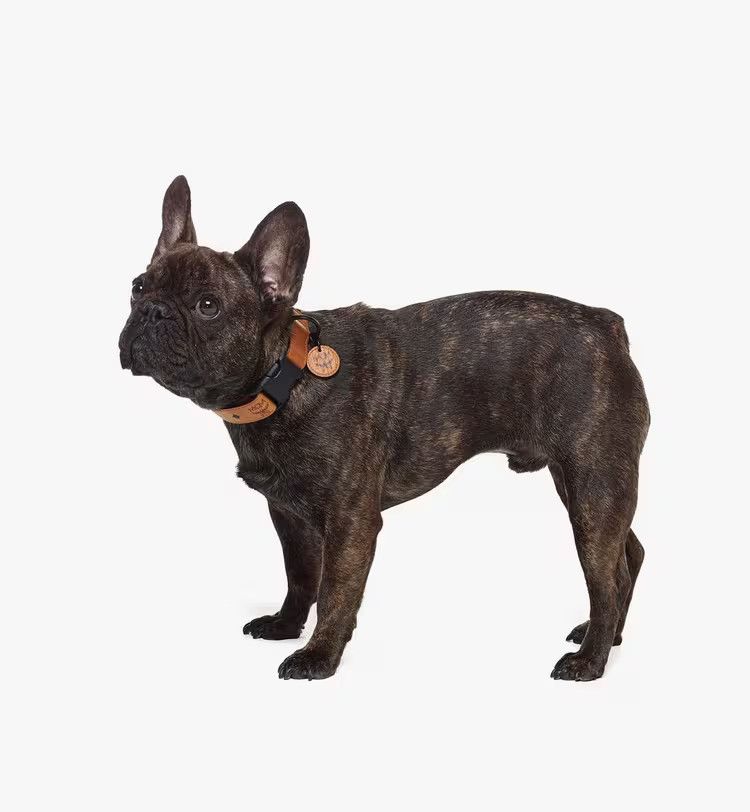 MCM o1mt1gz1125 Size: OS / Dog Lash in Brown Size ONE SIZE - 4 Thumbnail