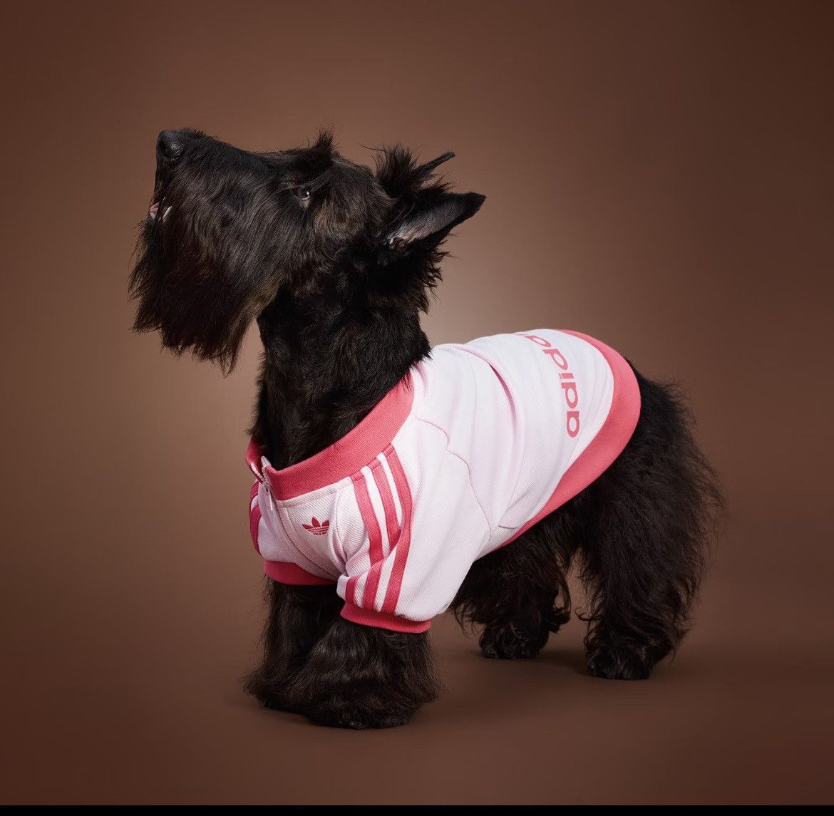 Adidas Adidas Originals Pet Tracksuit Zip-Up Jacket Dog Cat HZ6664 Size ONE SIZE - 1 Thumbnail