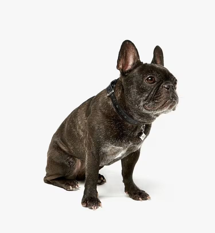MCM o1mt1gz1125 Size: 31-40cm / Dog Lash in Black Size ONE SIZE - 4 Thumbnail