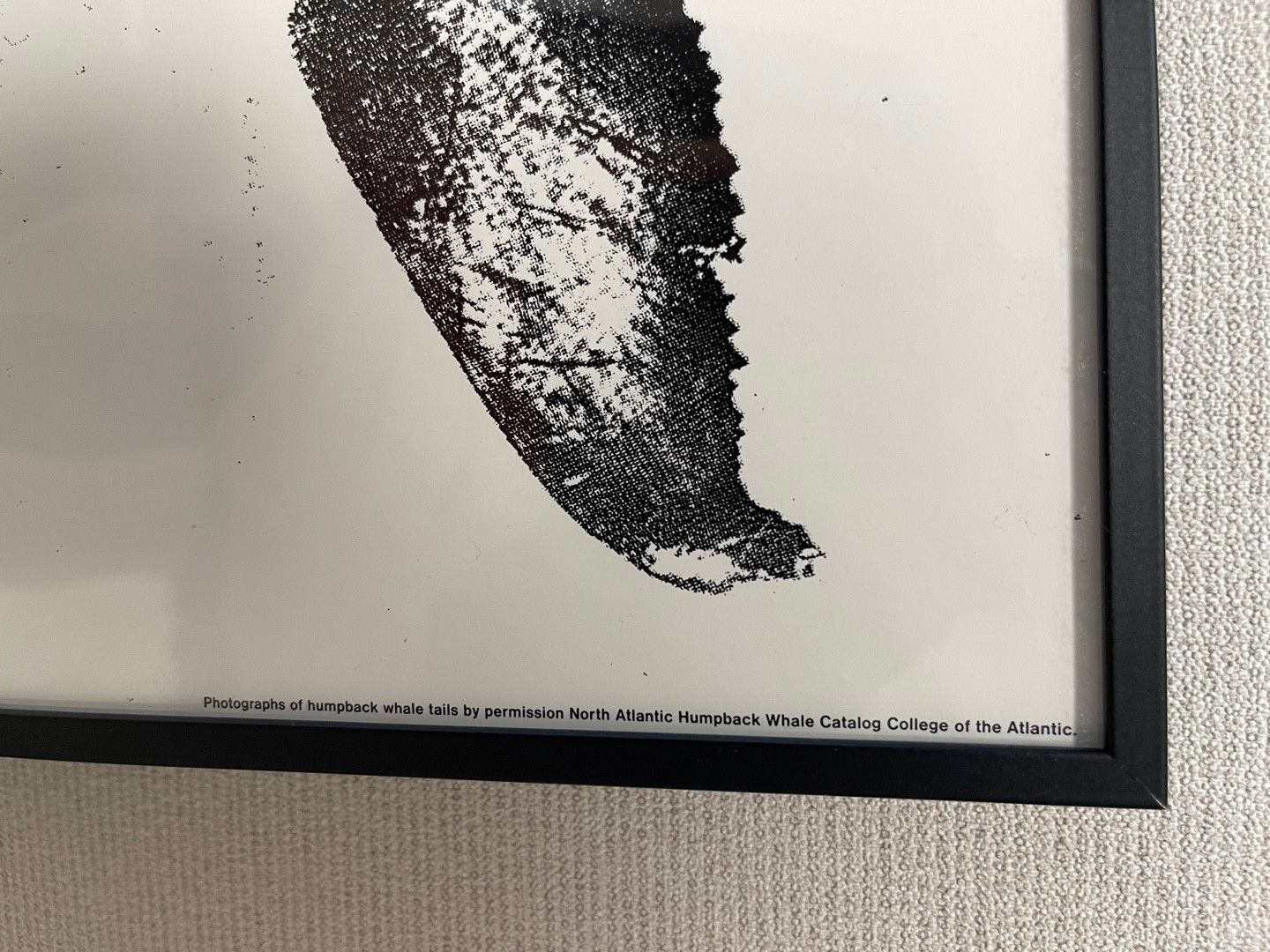 Comme des Garcons × Comme des Garcons Homme Plus COMME des GARCONS AD1990-1999 Humpback Whale Art Poster Size ONE SIZE - 3 Thumbnail