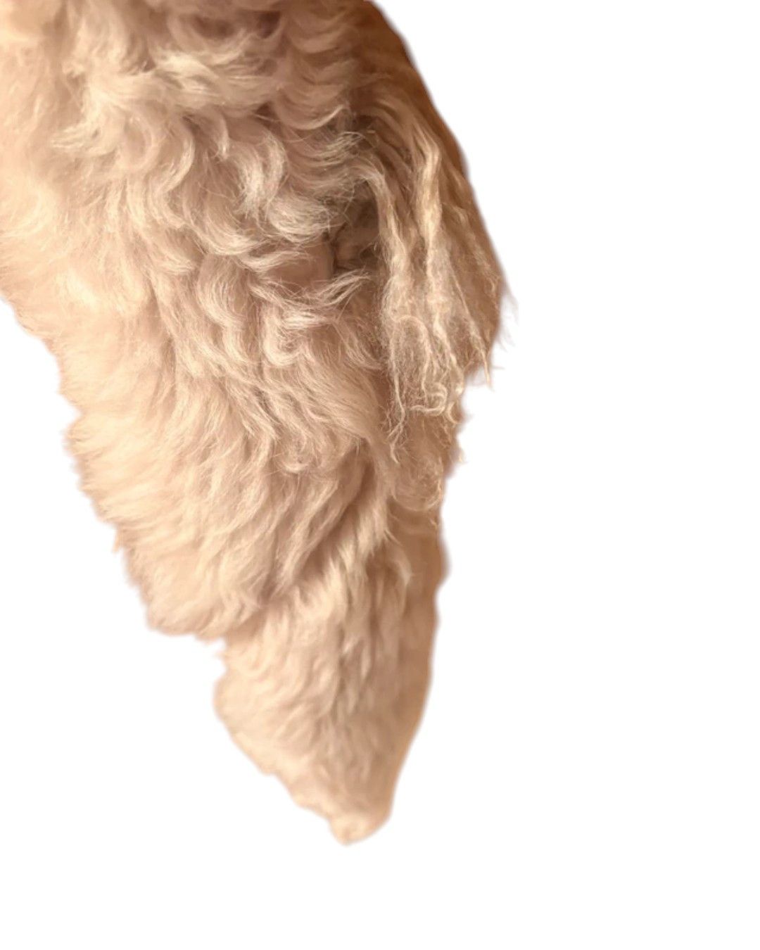Roberto Cavalli UNIQUE LONG GENUINE LEATHER TEDDY SCARF Size ONE SIZE - 6 Thumbnail