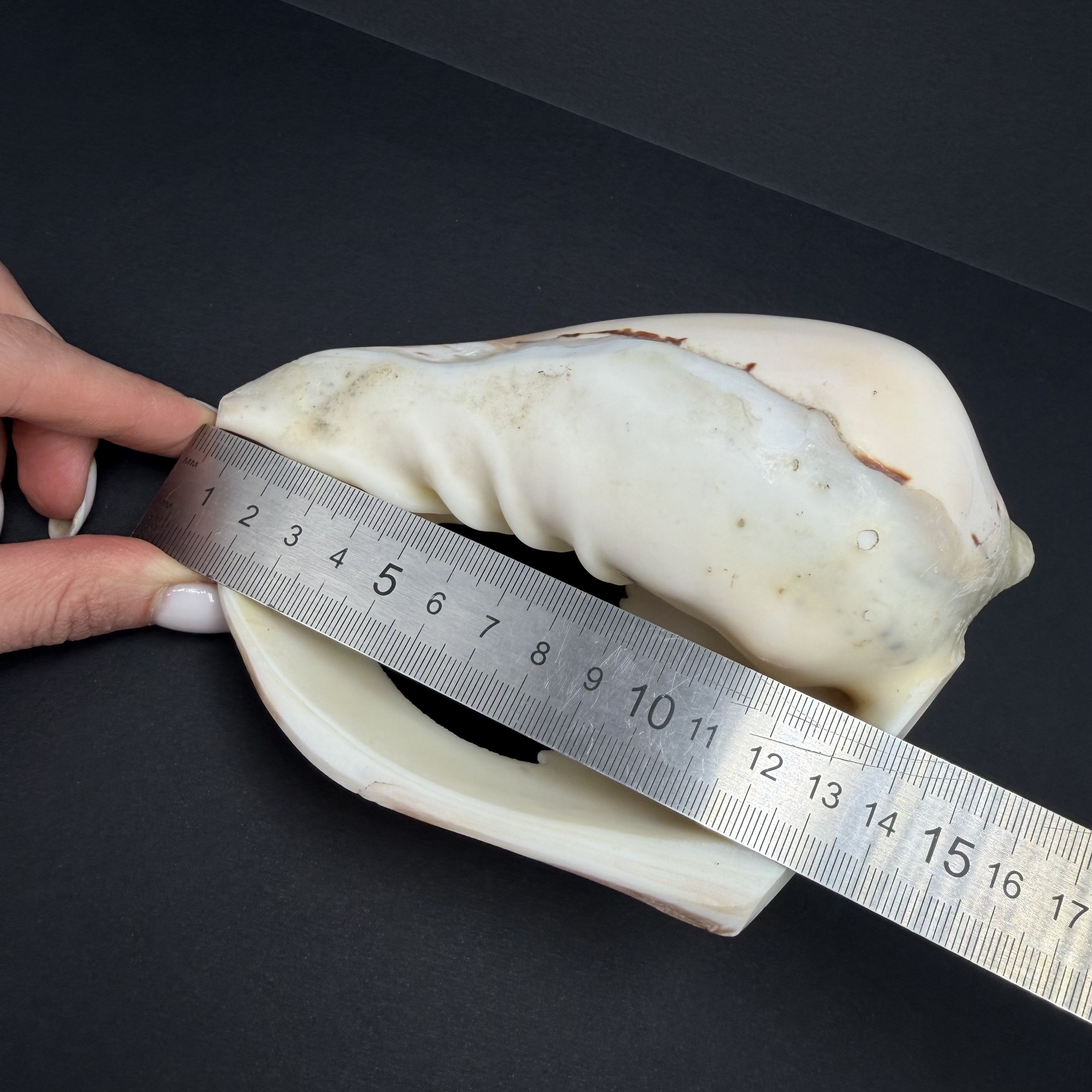 Vintage Vintage Hand Carved Conch Shell Fish Decor Natural Sea Shell Size ONE SIZE - 7 Thumbnail