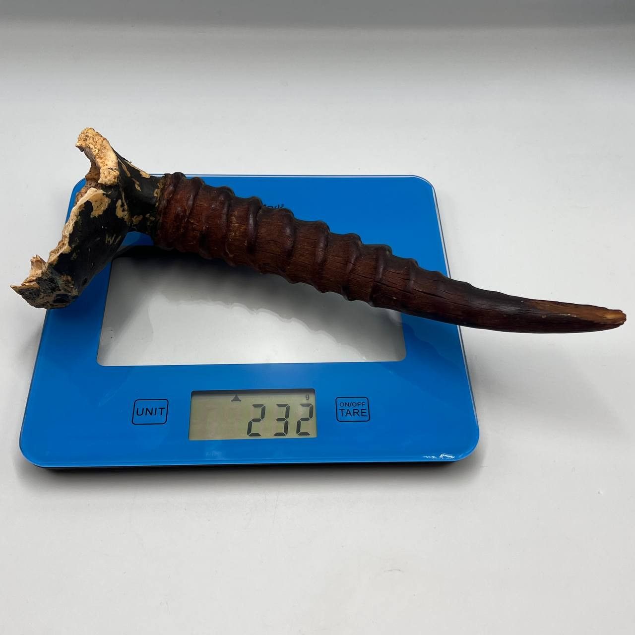 Vintage Original Vintage Gazelle Saiga Horn Taxidermy 232 gr. Size ONE SIZE - 5 Thumbnail