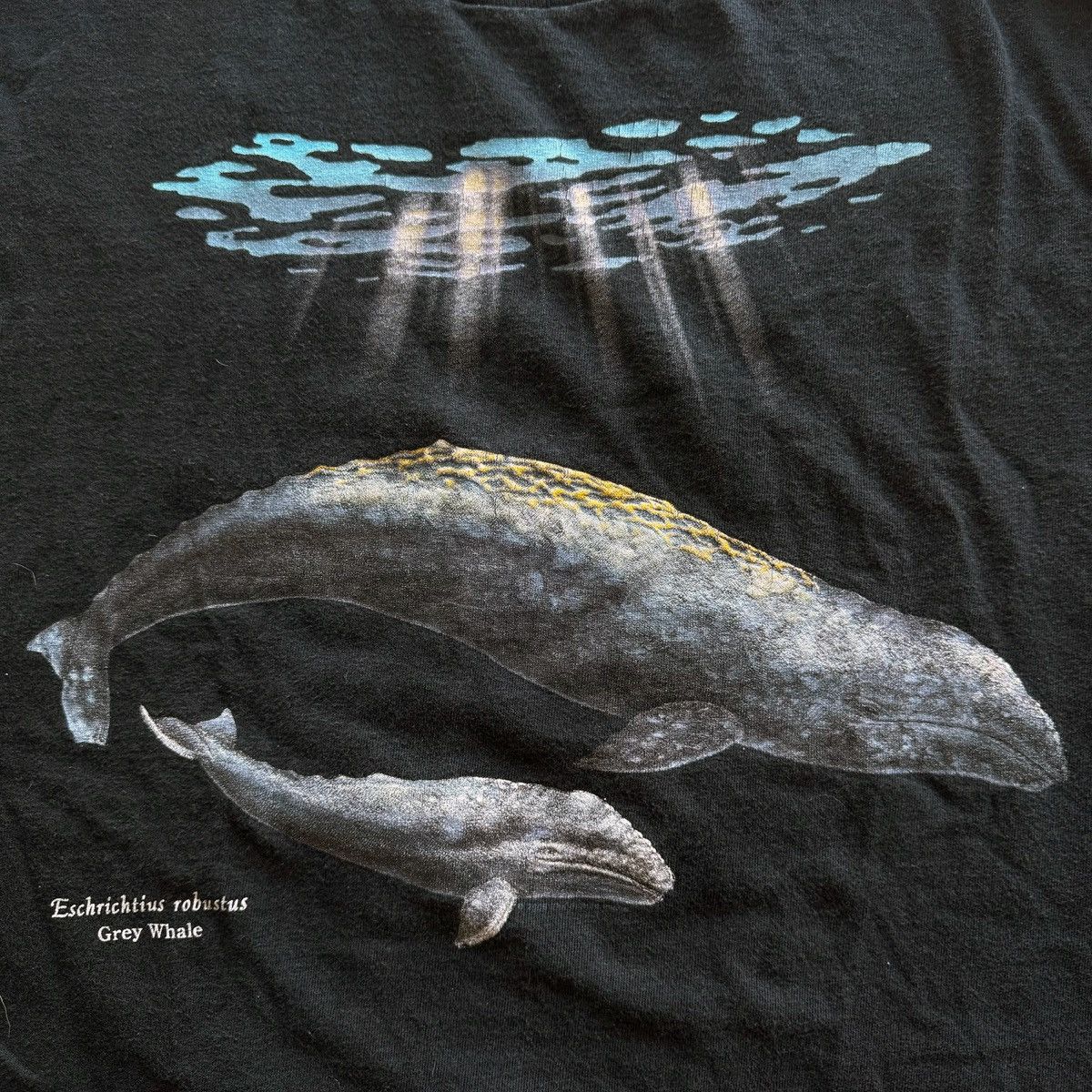 Vintage 2001 Vintage Y2K Grey Whale Nature Tee Size US XL / EU 56 / 4 - 4 Thumbnail