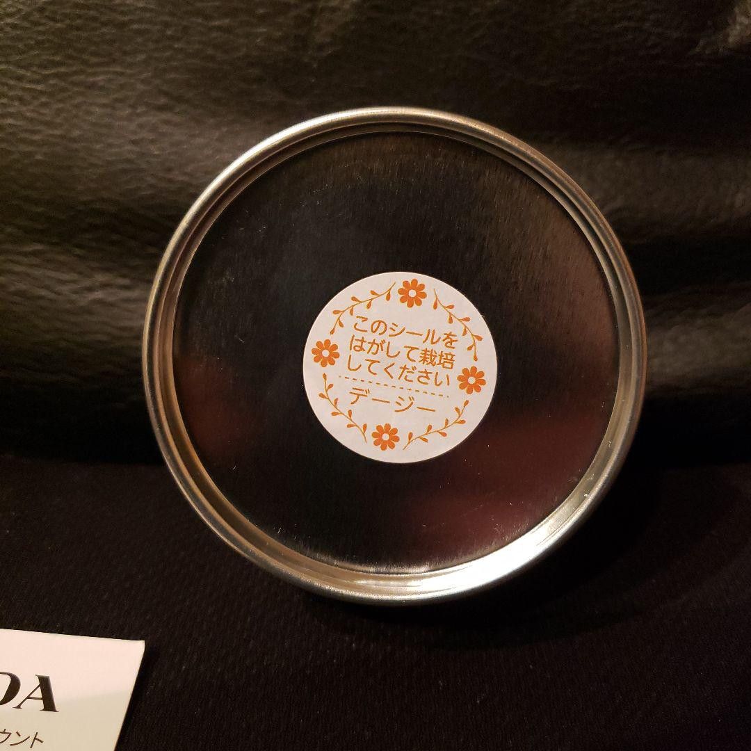 Prada PRADA Novelty DAISY Can Flower Seeds White Size ONE SIZE - 4 Thumbnail