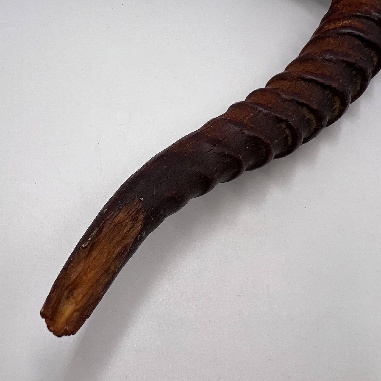 Vintage Original Vintage Gazelle Saiga Horn Taxidermy 232 gr. Size ONE SIZE - 6 Thumbnail