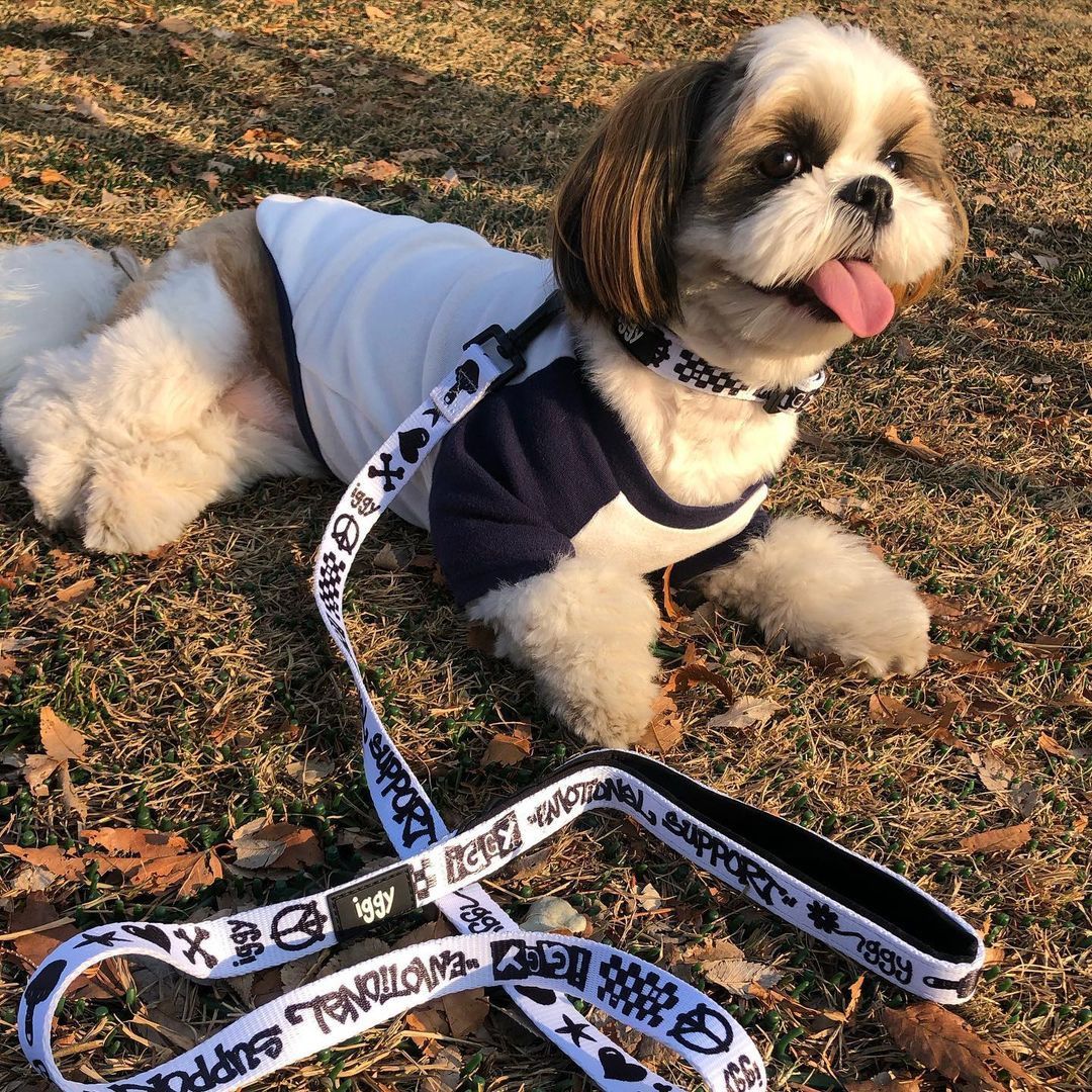 Iggy IGGY NYC DOG COLLAR AND LEASH SET Size ONE SIZE - 7 Thumbnail