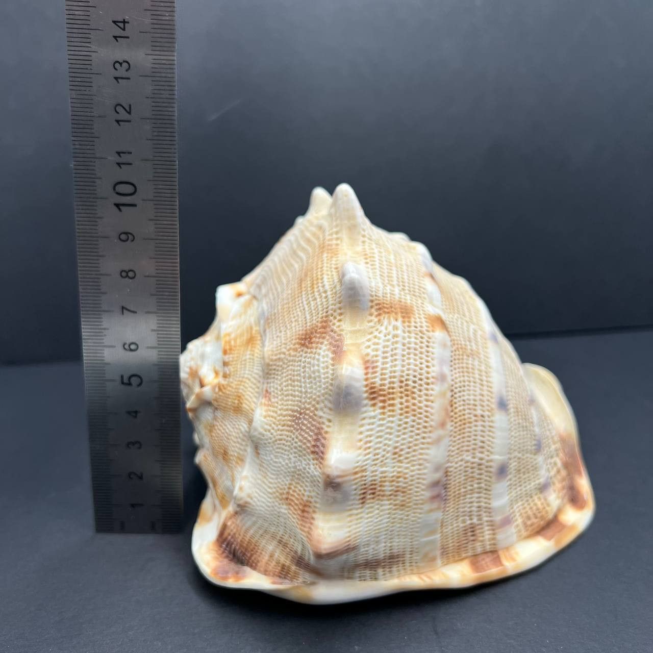 Other Large Helmet Shell Sea Snail Shell Collectible Ocean Decor Size ONE SIZE - 6 Thumbnail