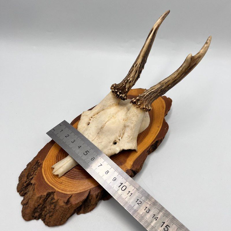Vintage Roe Deer Antler Mount on Wooden Plaque Rustic Cabin