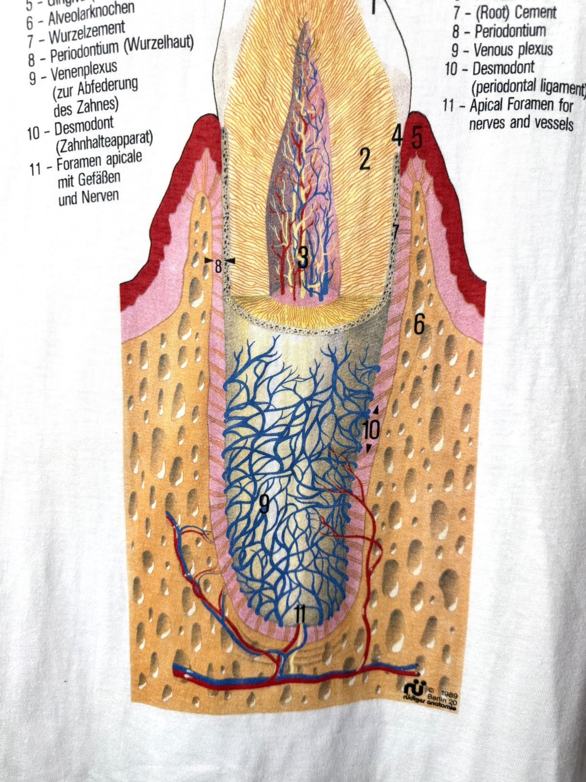 Vintage Berlin 1989 Vintage Tooth Diagram Medicine T Shirt Size US XL / EU 56 / 4 - 3 Thumbnail