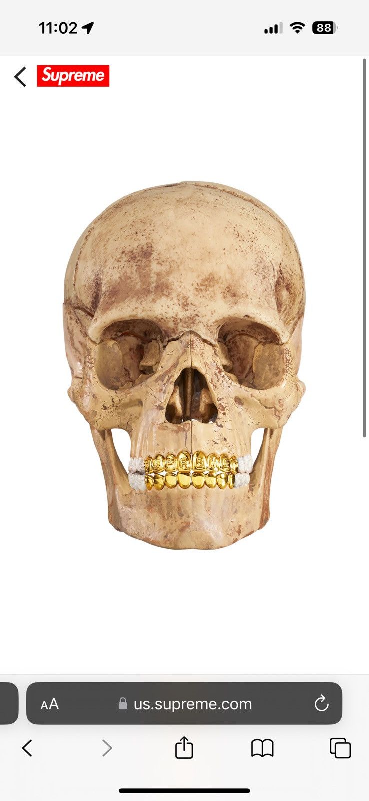 Supreme 4D Model Human Skull Supreme 4D Model Human Skull Natural