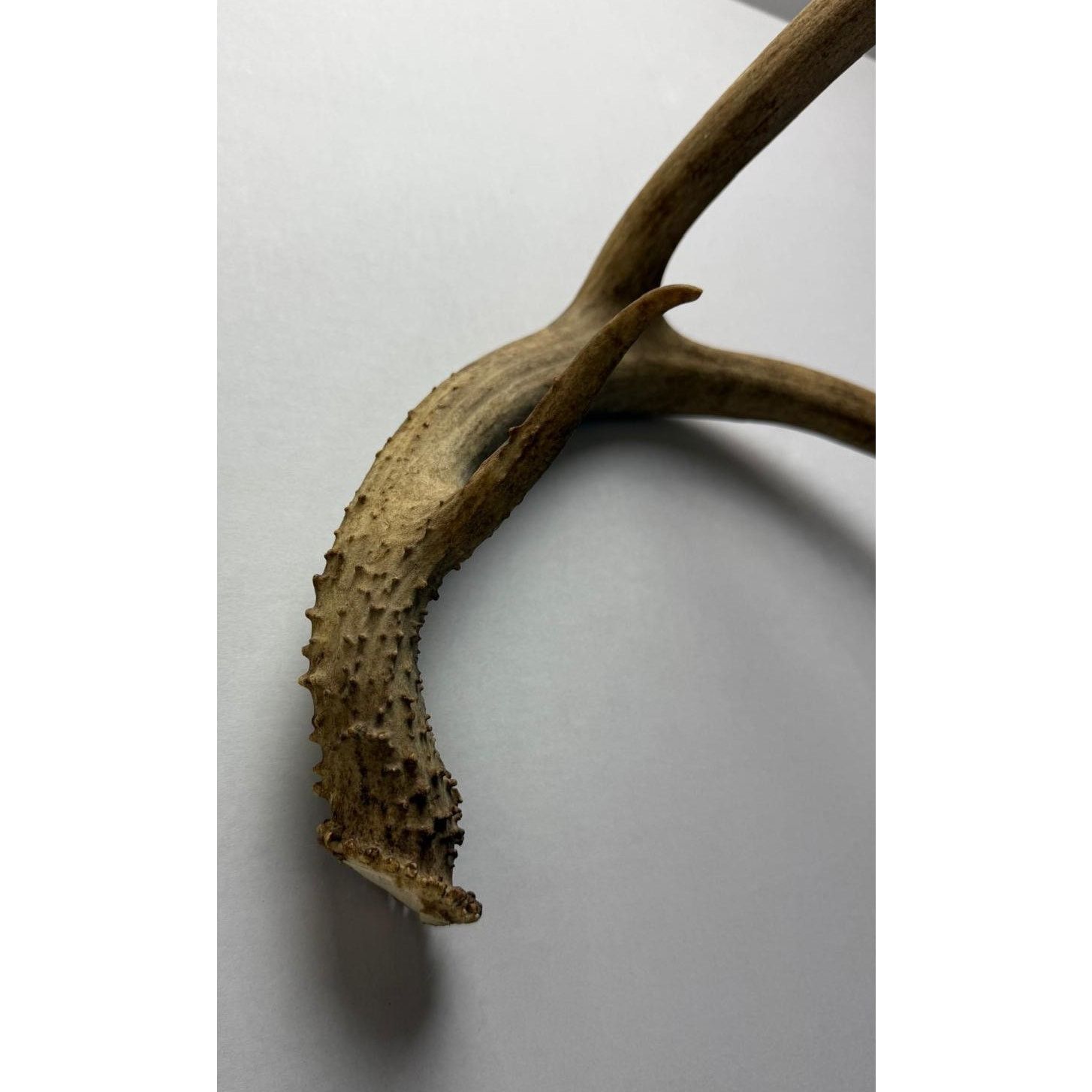Other Real Deer Horn - Unique Home Decor Piece Size ONE SIZE - 4 Thumbnail