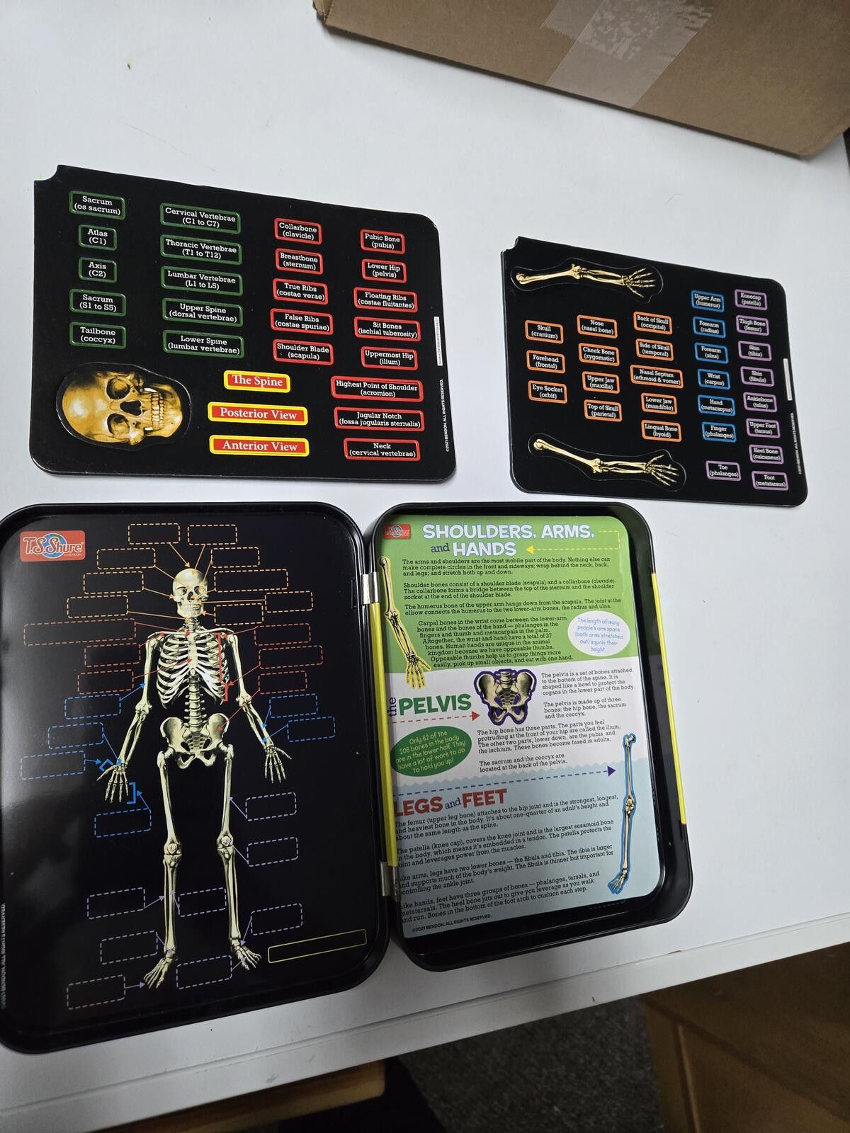 Other STEM Shark Human Skeleton Magnetic Kits TS Sure Educational Size ONE SIZE - 6 Thumbnail