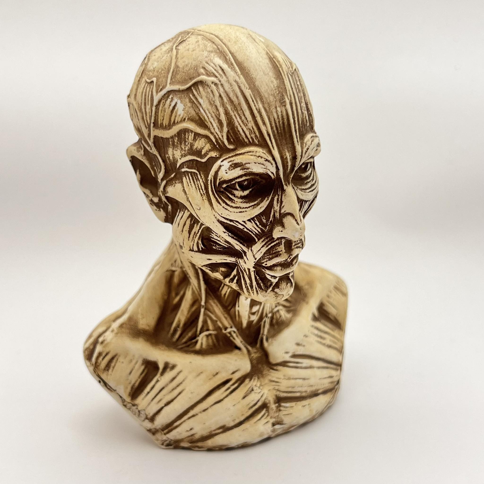 Vintage Art Head Bust of Houdon Ecorche Man Gypsum Detailing Muscles Size ONE SIZE - 4 Thumbnail