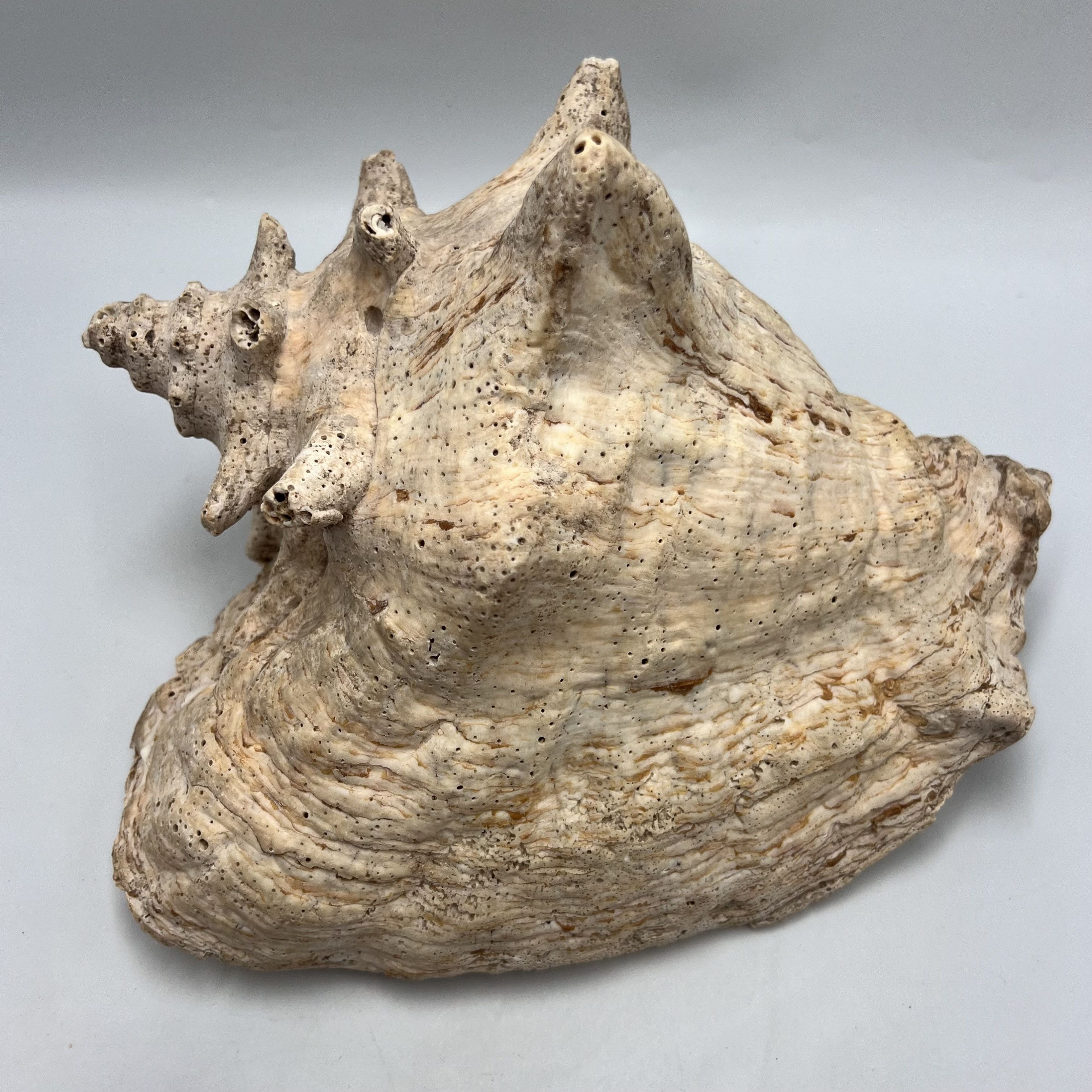 Vintage Huge Vintage Ocean Shell Strombus Gigas Oceanic Size ONE SIZE - 4 Thumbnail