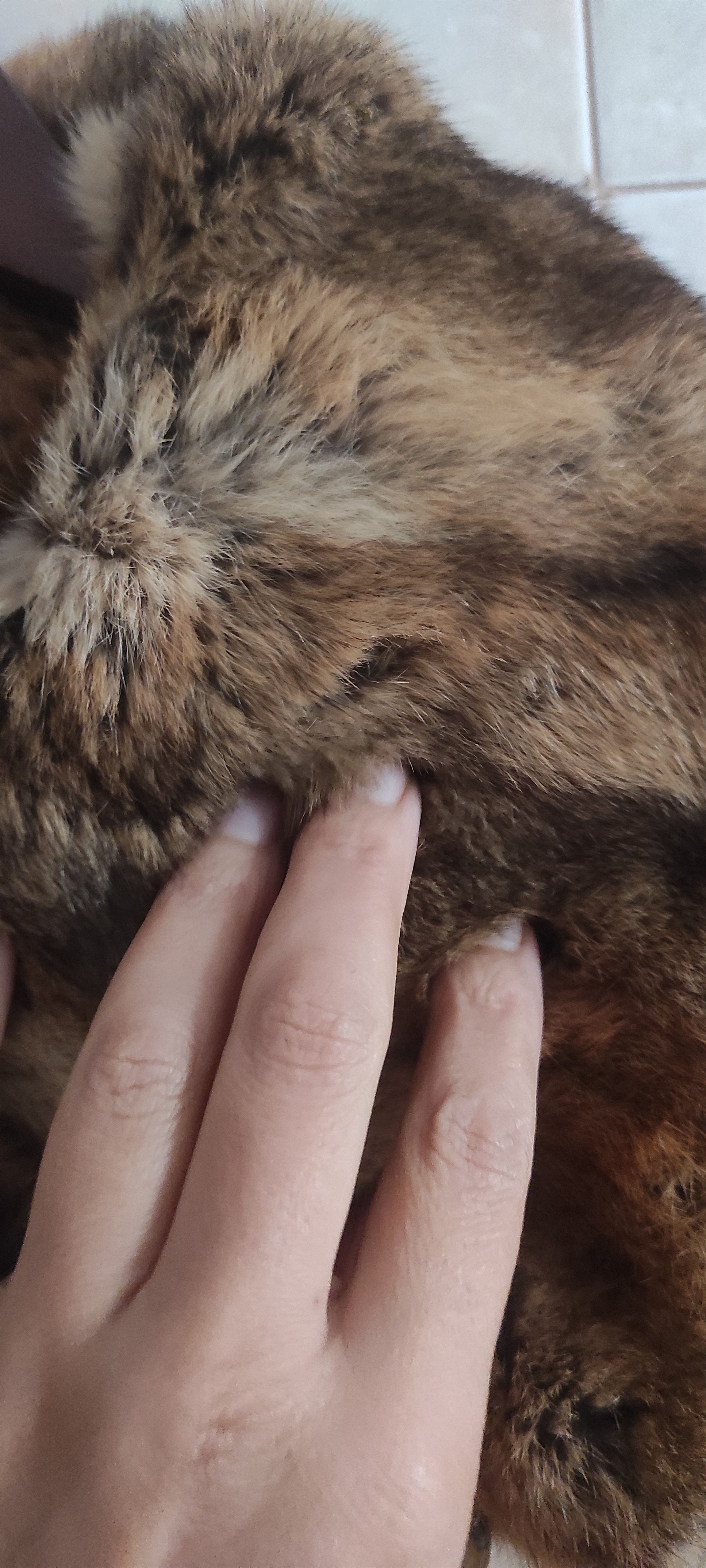Joop! Joop! Original BelsetaPS Natural Rabbit Fur Reversible Coat Size L / US 10 / IT 46 - 11 Thumbnail