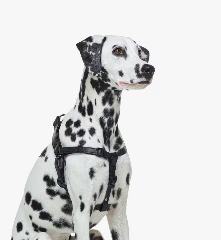 MCM o1mt1gz1125 Size: 50-68cm / Dog Lash in Black Size ONE SIZE - 2 Thumbnail