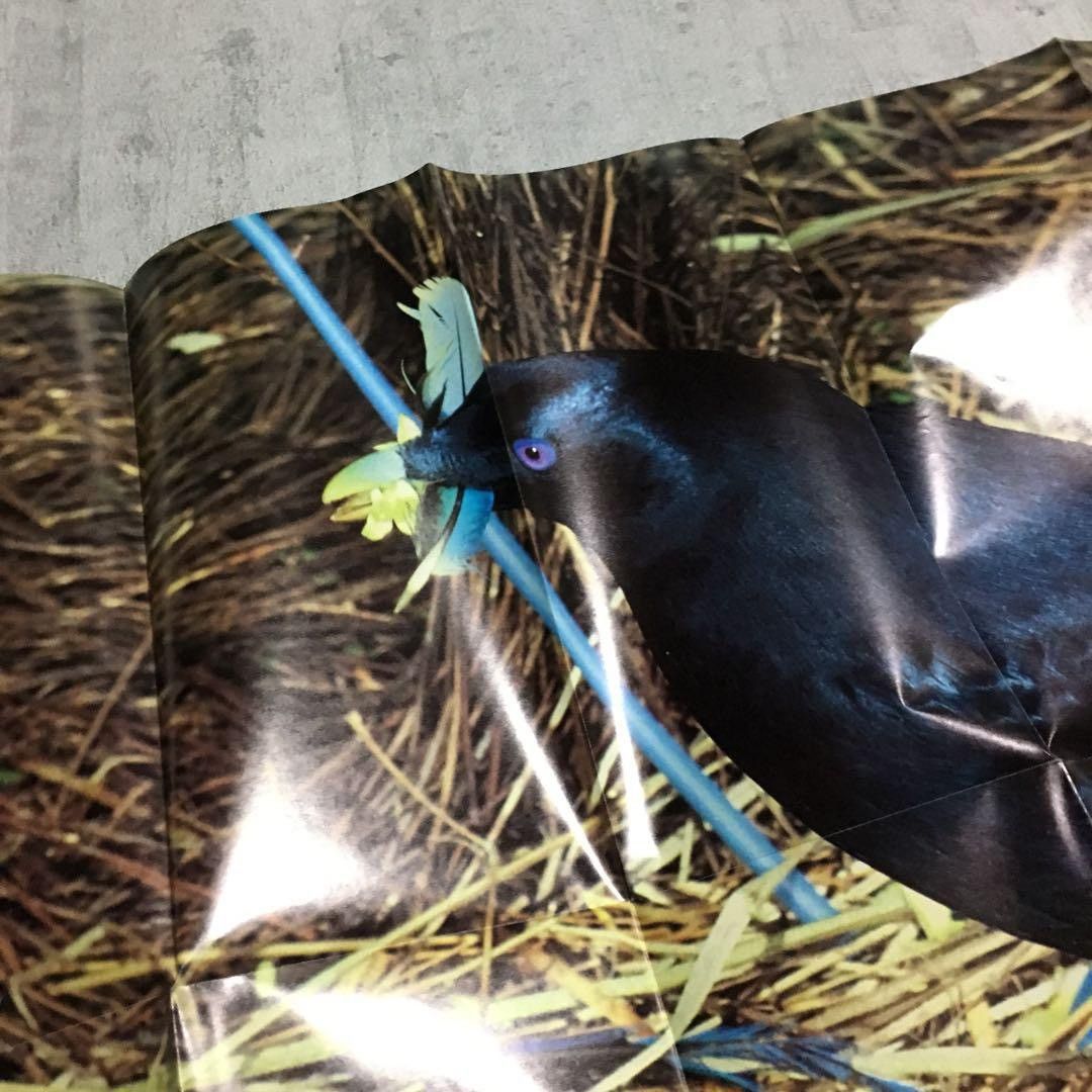 Comme des Garcons 90'S CDG Crow Poster Size ONE SIZE - 3 Thumbnail