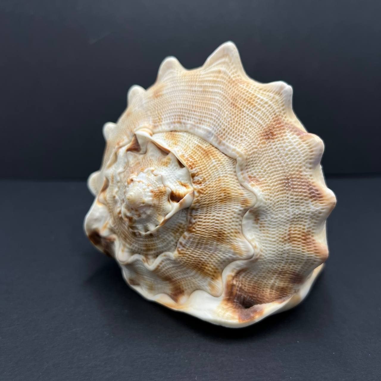 Other Large Helmet Shell Sea Snail Shell Collectible Ocean Decor Size ONE SIZE - 8 Thumbnail