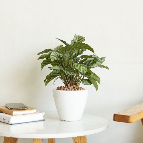 Designer × Homemade 2-Pack Smart Self-watering Planter Pot for Indoor and Outdoo Size US L / EU 52-54 / 3 - 6 Thumbnail