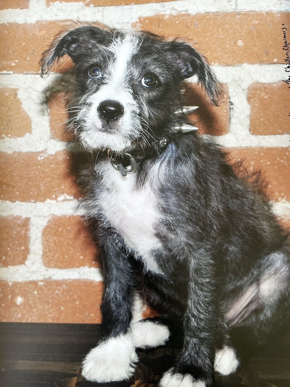 Chrome Hearts Chrome Hearts dog puppy photo Framed poster 9x11 Size ONE SIZE - 2 Thumbnail