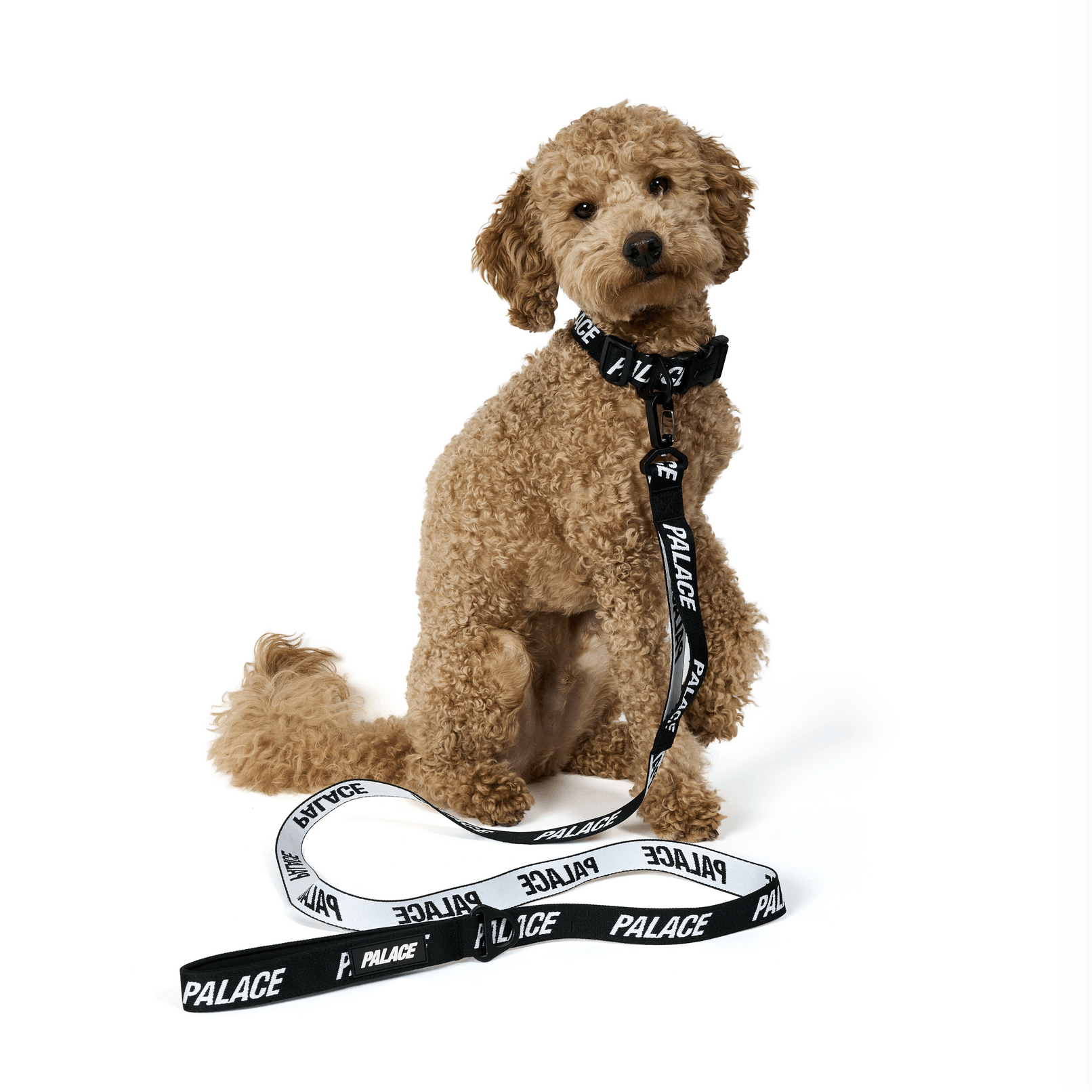 Palace Palace Jacquard Dog Collar and Lead in Black Size ONE SIZE - 1 Thumbnail
