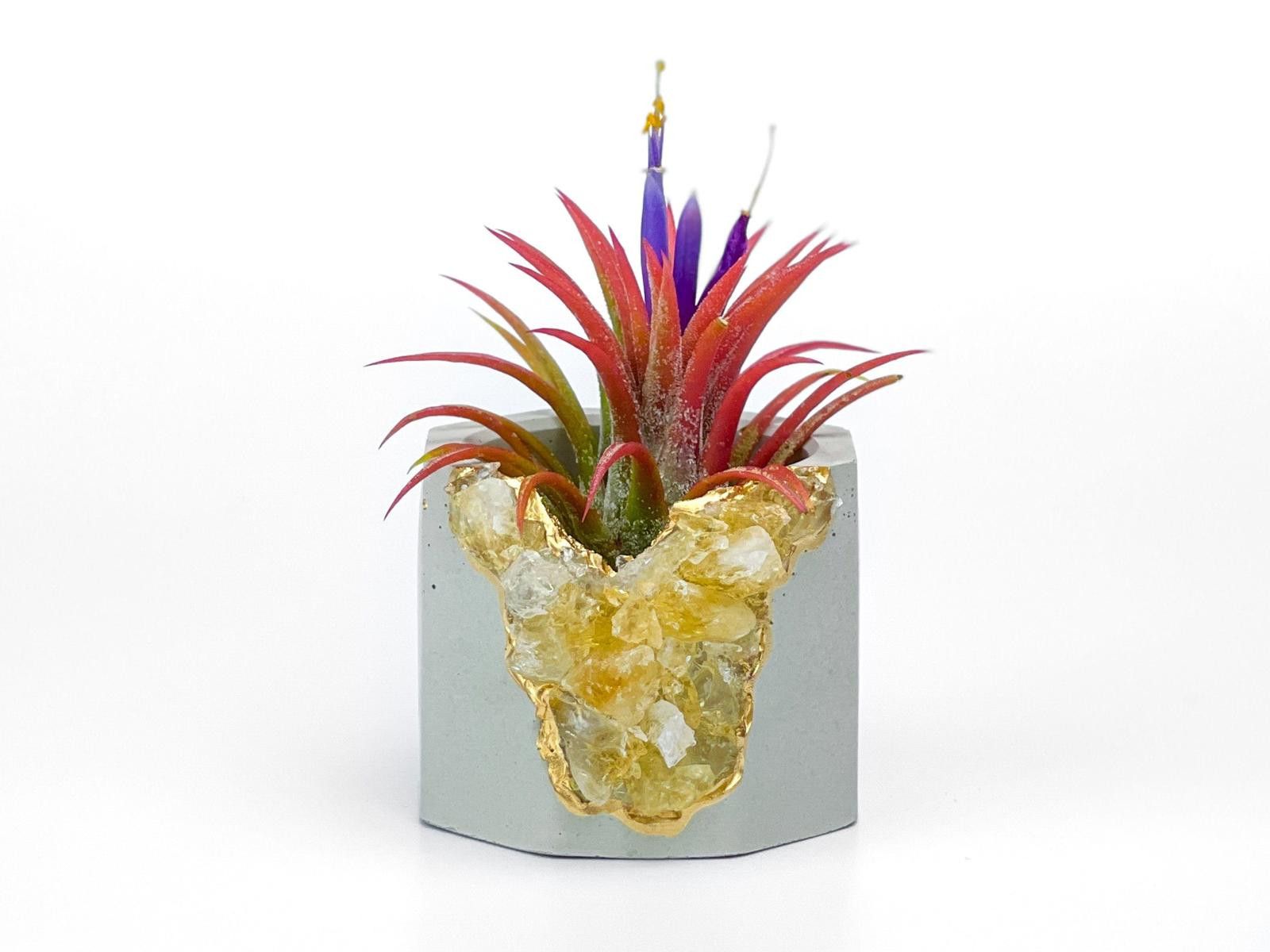 Other Raw Citrine Succulent Geode Planter Crystal Air Plant Holder Size ONE SIZE - 1 Thumbnail