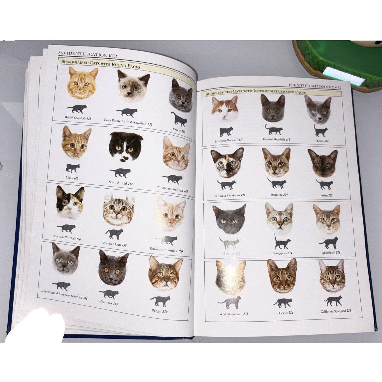 Other × Vintage SMITHSONIAN HANDBOOK OF CATS DK Publishing Illustrated Cats Size ONE SIZE - 4 Thumbnail