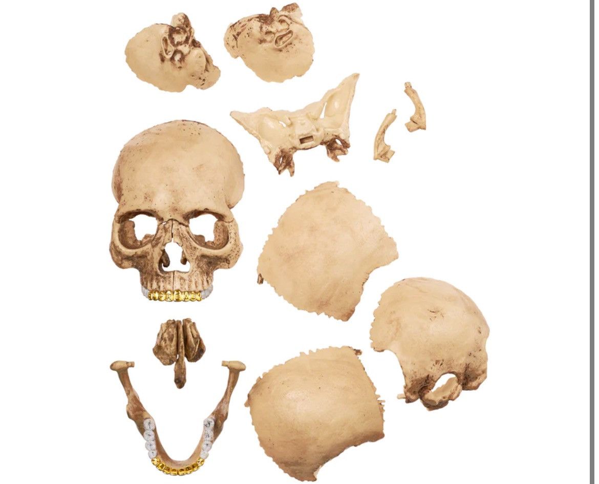 Supreme Supreme 4D Model Human Skull Size ONE SIZE - 6 Thumbnail