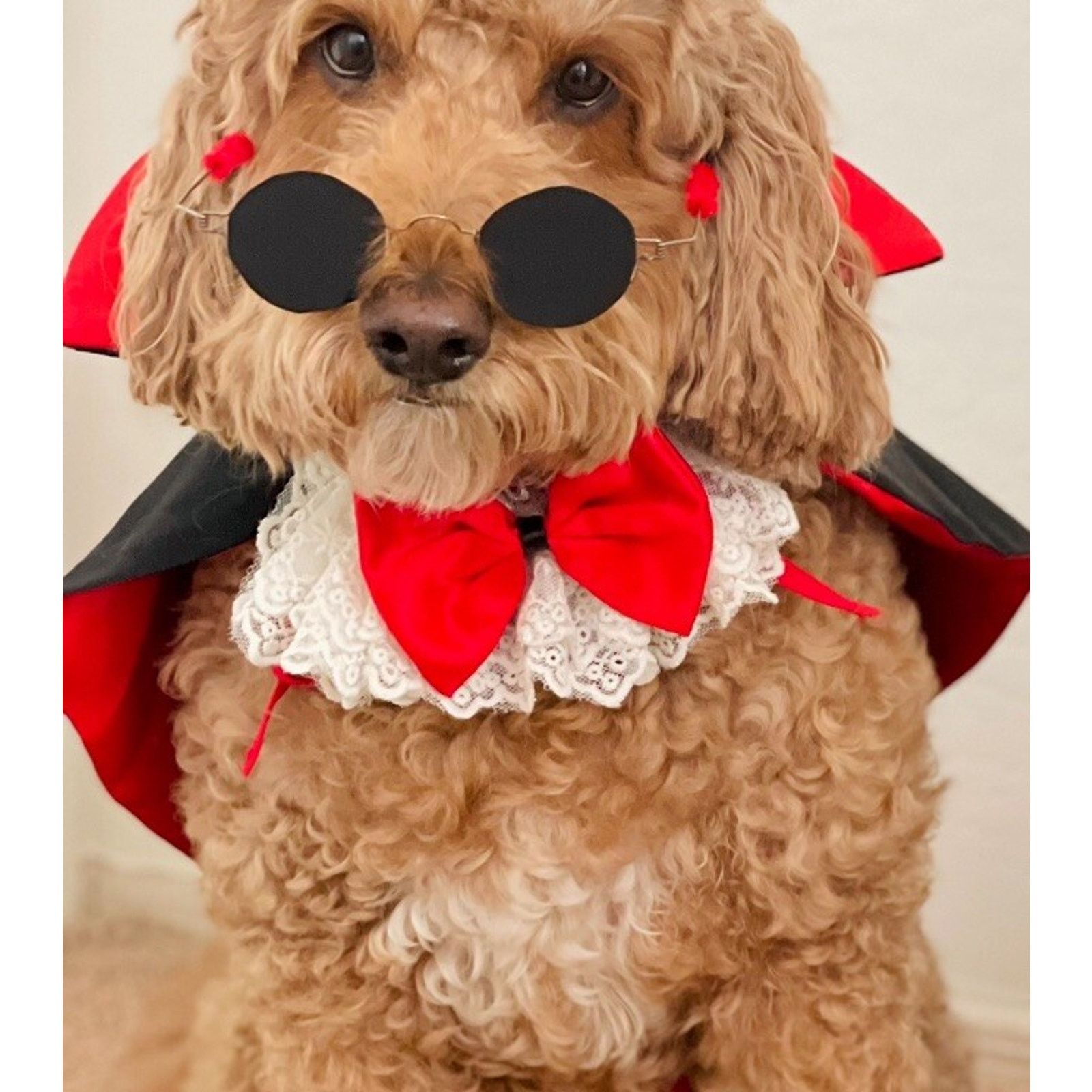 Handmade Dog/Pet Costume Old Fashioned Dracula Vampire Handmade M Size ONE SIZE - 3 Thumbnail