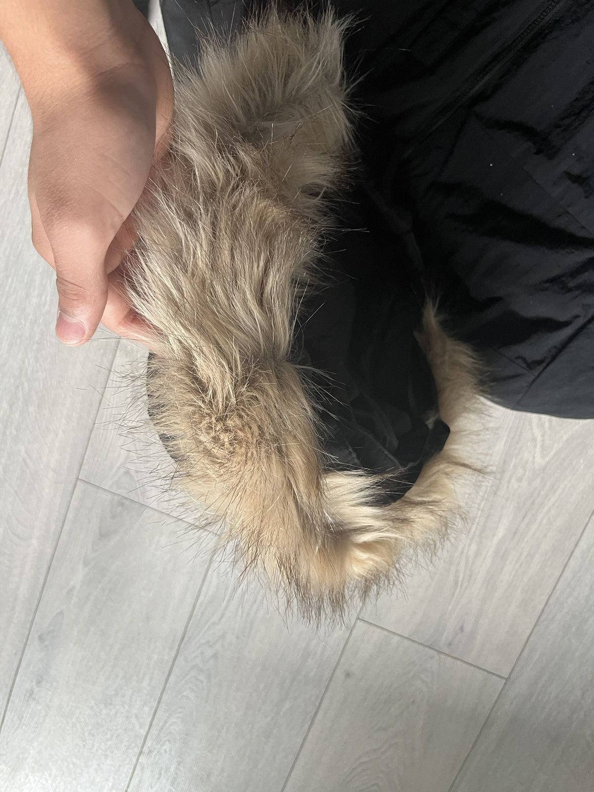 Adidas Parkas Jacket