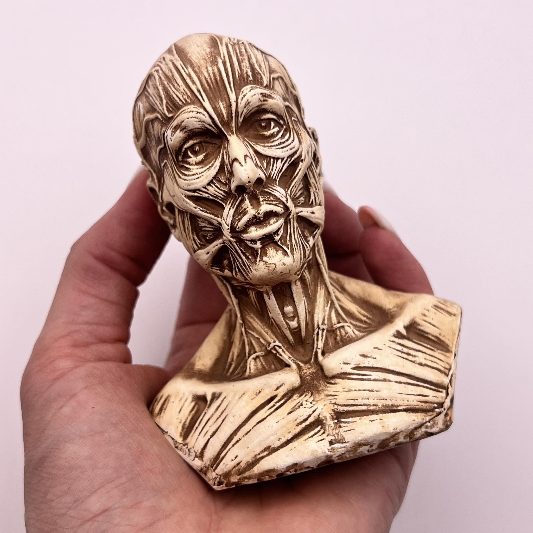 Vintage Art Head Bust of Houdon Ecorche Man Gypsum Detailing Muscles Size ONE SIZE - 1 Thumbnail