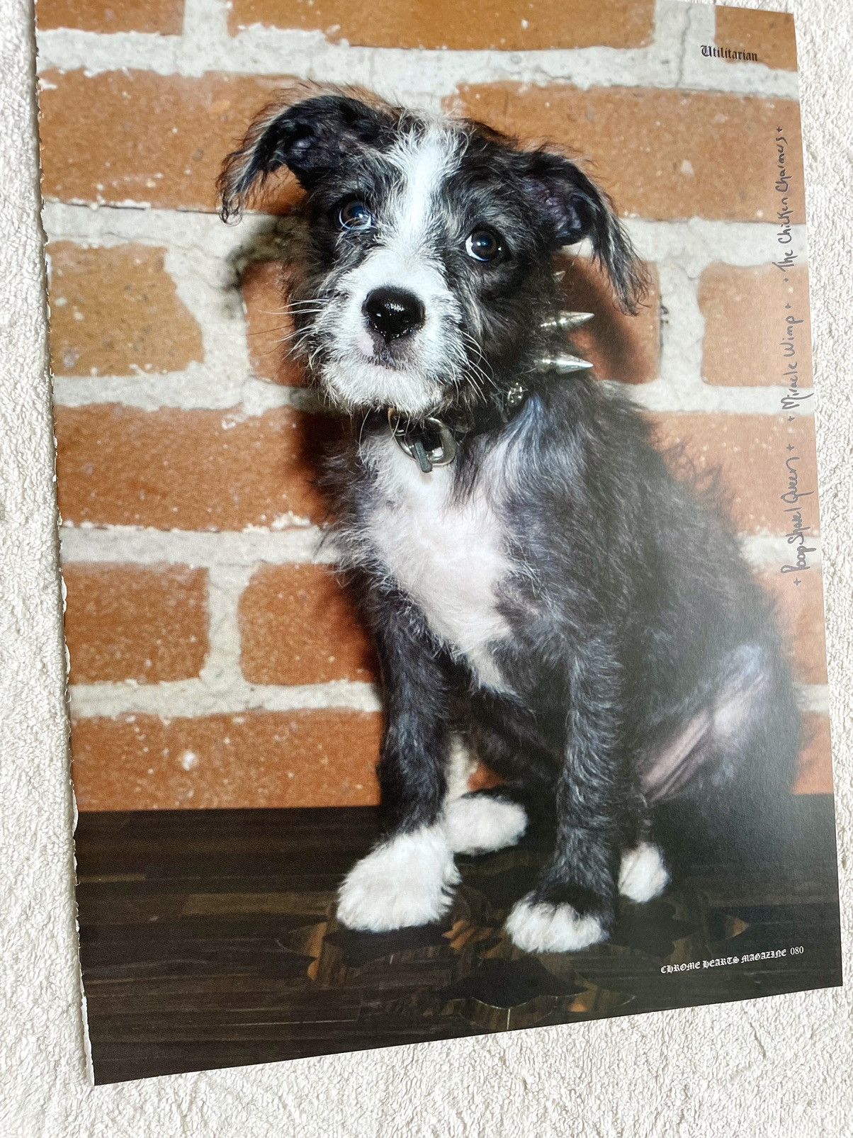 Chrome Hearts Chrome Hearts cute dog 8x11 cutout Poster Size ONE SIZE - 2 Thumbnail