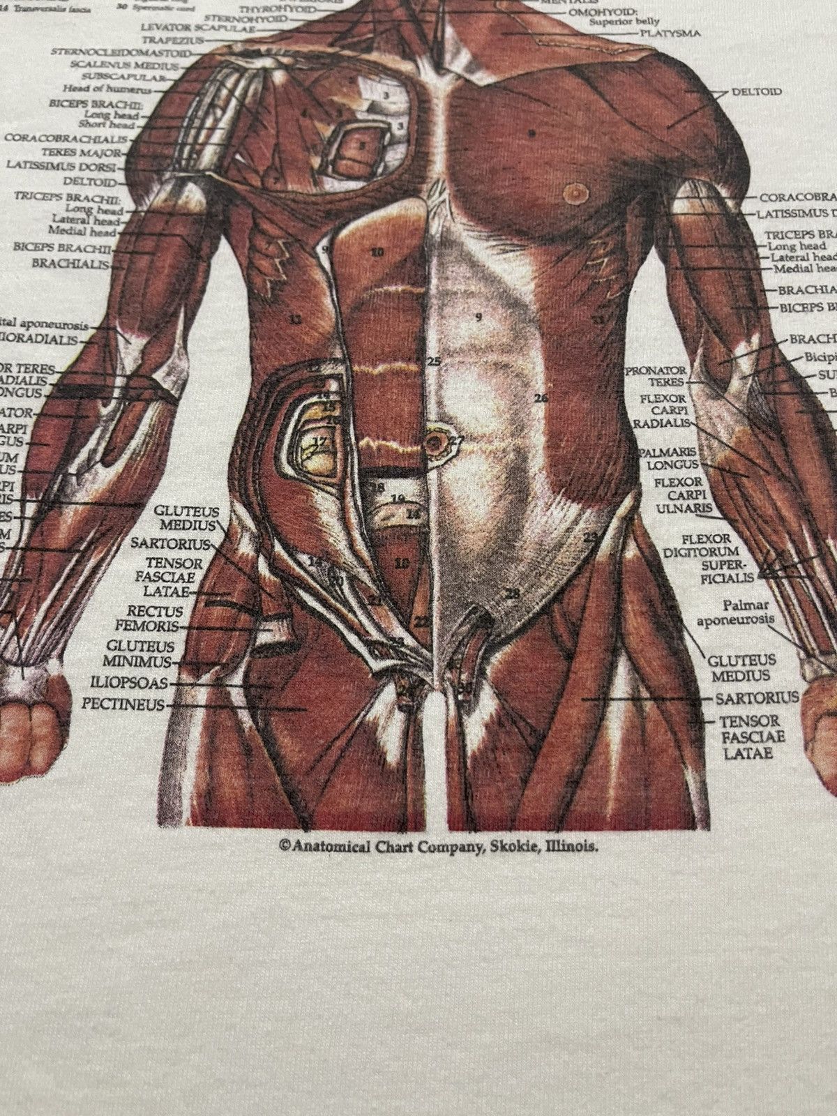 Fruit Of The Loom VINTAGE KURT COBAIN ANATOMICAL HUMAN SHIRT Size US L / EU 52-54 / 3 - 8 Thumbnail